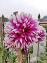 A Winter Session Flower Dahlia.