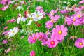 Winter flower background and cosmos flower