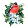 winter flower and bird bullfinch on a branch watercolor on a white isolated background, holiday card Royalty Free Stock Photo