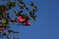 Camellia sasanqua flowers Royalty Free Stock Photo