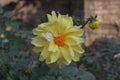 Flower,winter, yellow,looking beautifull with fragnance