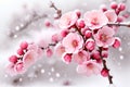 Winter flower, Pink Plum Flower under Snow with white background