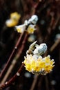 Winter flowering Edgeworthia Chrysantha `Grandiflora` Royalty Free Stock Photo