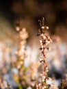 Winter flowering heather bush in melting snow Royalty Free Stock Photo