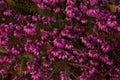 Winter-flowering heather, winter heath, spring heath, alpine heath Erica carnea.