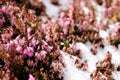 Winter flowering heather in Spring Royalty Free Stock Photo