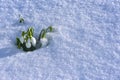 Winter flowers;awakening time for the flower & model for the fight Royalty Free Stock Photo