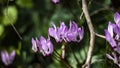 Winter Flowers blooming in north of Israel