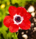 Winter Flowers blooming in north of Israel