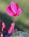 Winter flowers: cyclamen flowers, close-up