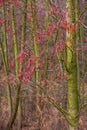 Winter flowers of Common alder tree - latin Alnus glutinosa - known also as Black alder, European alder in a mixed European