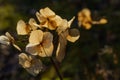 Winter Flowers of Hydrangea. Royalty Free Stock Photo