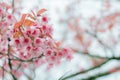 Winter flowers Royalty Free Stock Photo