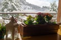 Winter flowers. Tatransky narodny park. Vysoke Tatry. Slovakia.