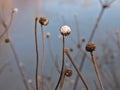 Winter Flowers in the water