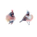 Winter fluffy soft bird hand drawn watercolor Royalty Free Stock Photo