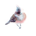Winter fluffy soft bird hand drawn watercolor Royalty Free Stock Photo