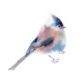 Winter fluffy soft bird hand drawn watercolor Royalty Free Stock Photo