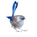 Winter fluffy soft bird hand drawn watercolor Royalty Free Stock Photo