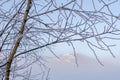 winter fog dried flowers and shrubs on the hill morning silence minimalism