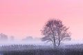 Lonely tree on a field . Winter fog