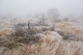 Winter fog in Valcan Mountains, Romania.