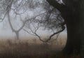 Twisted branches of old oak tree in the fog Royalty Free Stock Photo