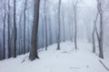 Winter in foggy frot forest with tree