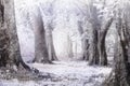 Winter foggy and snow storm solf and blure focus. Royalty Free Stock Photo
