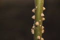 Winter foliage macro close up bokeh background brown vines with strange growth