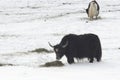 Winter food for muskox