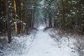 Winter footpath in the forest Royalty Free Stock Photo
