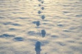 Winter footpath. Snowy steps on snow. Path in wintry forest with footprints. Footstep pattern on snow. Winter trail. Snowy walkway Royalty Free Stock Photo