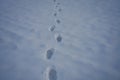 Winter footpath. Snowy steps on snow. Path in wintry forest with footprints. Footprints in fresh snow. Winter path. Royalty Free Stock Photo