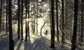 In the winter forest Royalty Free Stock Photo