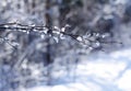 Winter forest Royalty Free Stock Photo