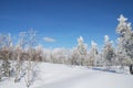 Winter forest Royalty Free Stock Photo