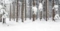 Winter Forest Royalty Free Stock Photo