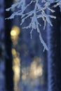 Snow and frost covered birch tree Betula pendula branches against winter forest backlight by the low angle sun Royalty Free Stock Photo