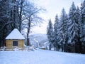 Winter Forest