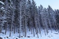 Zimný les