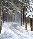 Winter in forest