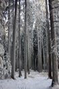 Winter forest