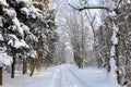 Winter forest in Austria Royalty Free Stock Photo