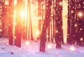 Winter forest background. Vivid sunrise in winter snowy forest. Bright sunbeams through trees in woodland Royalty Free Stock Photo