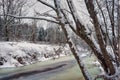 Winter forest on the banks of river with ice. Royalty Free Stock Photo