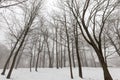 Winter forest Royalty Free Stock Photo