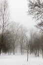 Winter forest Royalty Free Stock Photo