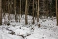 Winter forest with bare leaves and white snow Royalty Free Stock Photo