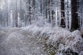 Winter forest with beautiful light Royalty Free Stock Photo